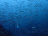 イサキの群れ