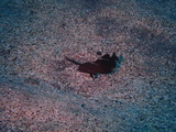 テンスの幼魚