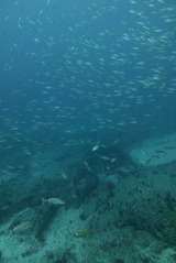 イサキとホウライヒメジの群れ