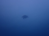 アオウミガメ