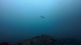 アオウミガメ