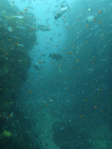 �ˤ䤫�ʵ�Ĭ�˵���ί�ޤ�ֻ�ë