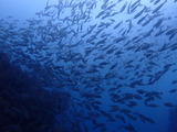 イサキの群れ