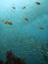 �������ޤǥ�������������᥸�ʤ˷���