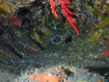 タテジマキンチャクダイ 幼魚