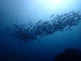 ニザダイ玉 2