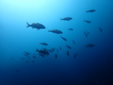 ホウライヒメジの群れ