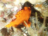 オオモンカエルアンコウ