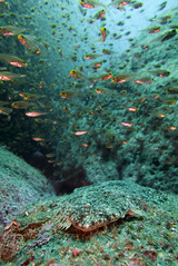 �ҥ��ȥ�����ɥ�