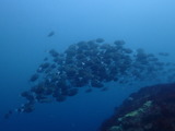 ニザダイ玉 1