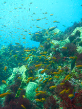 キンギョハナダイ