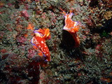 ニシキウミウシ