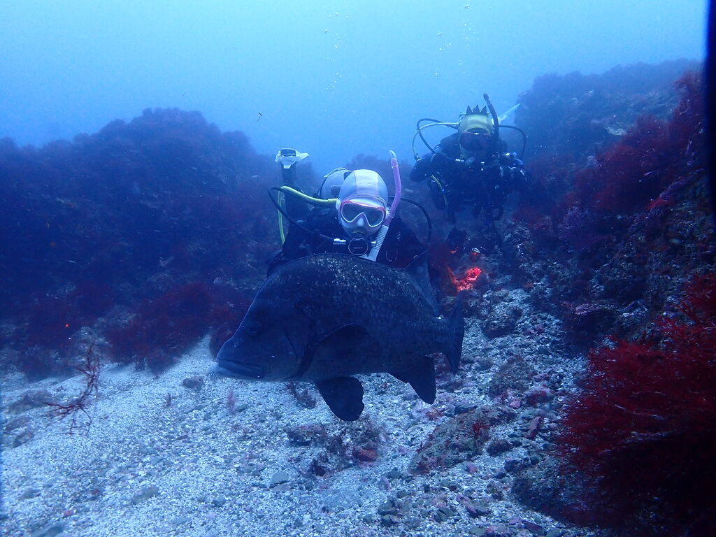 ヒゲダイと一緒