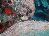 ブチススキベラ幼魚