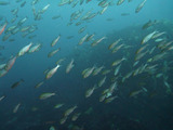イサキの群れ