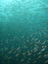 �����⻳�Τ褦�ʥ�����