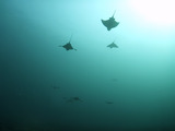 トビエイ