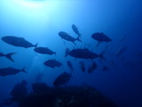 カンパチの群れ
