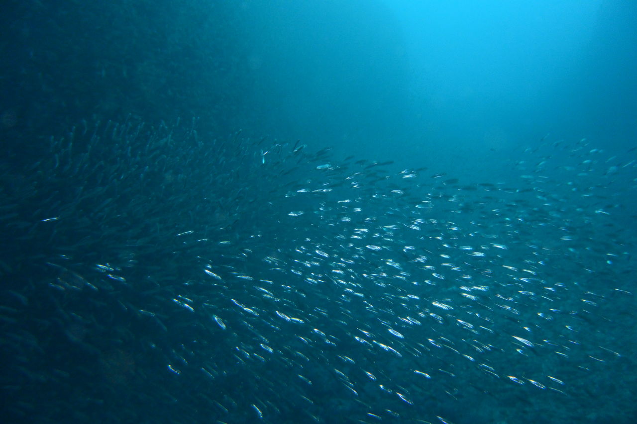 メバル谷のイワシ