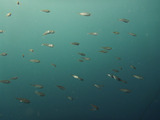 安全停止中にアジ系の幼魚