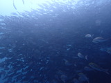 イサキの群れ