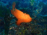 オオモンカエルアンコウ