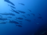 カンパチの群れ