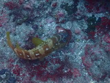 アカハタ オハグロベラを捕食