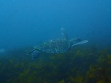 アオウミガメ1