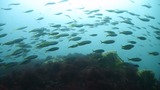 タカベの群れ