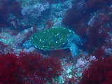 アオウミガメ