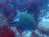 アオウミガメ 大