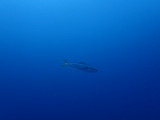 �ҥ�ޥ�