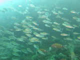 イサキの群れ