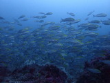 ������