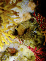 �٥˥����륢�󥳥�