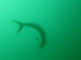 ヒラマサ、ボケボケですが(笑)