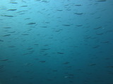 イワシの群れ 大群!