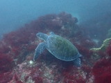 アオウミガメ