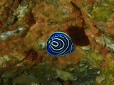 タテジマキンチャクダイの幼魚