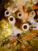 ベニカエルアンコウ