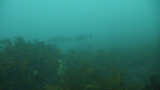 謎の巨大魚、オオニベ?
