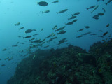 イサキの群れ