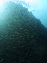 �������η���