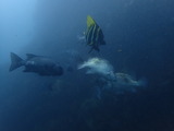 ヒゲダイ・イシダイ・テングダイ