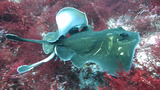 ヒラタエイの交接
