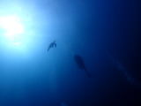 �������ߥ���