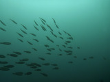 ムロアジの群れ