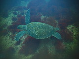 アオウミガメ