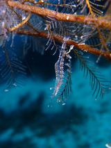 ラピポントニア・パラガレーネ